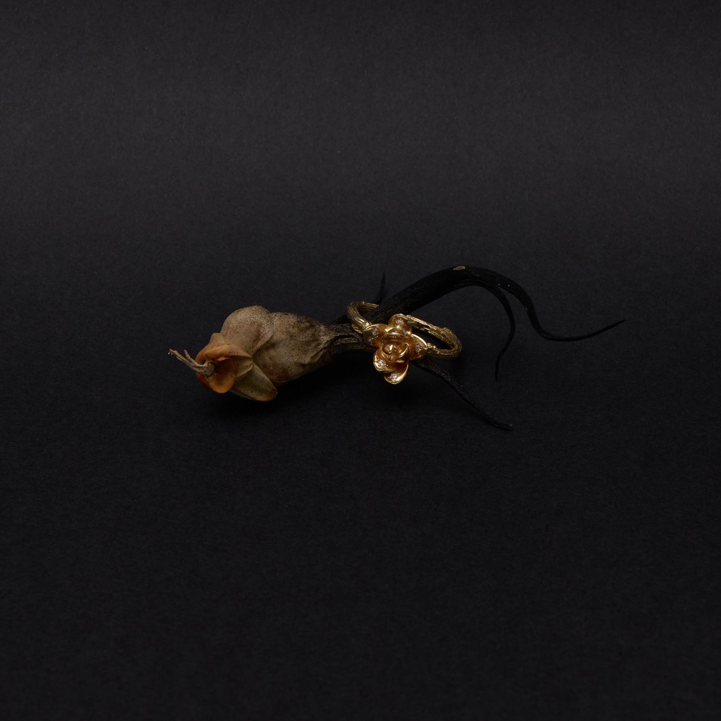 A vintage mourning brooch featuring a dried flower with a gold-toned metal base and a black feather accent, displayed on a solid black background.