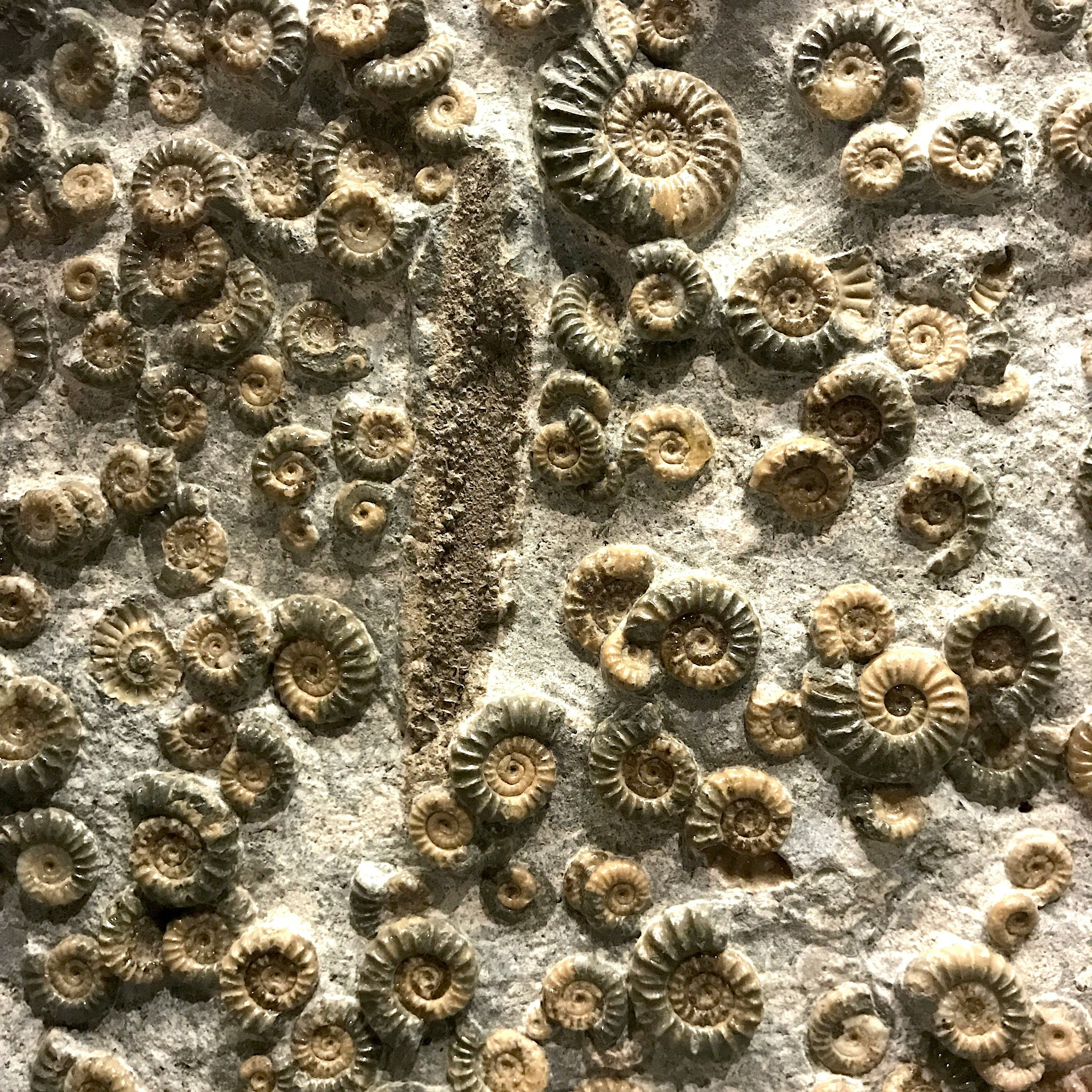 A close-up of a natural rock wall covered with numerous spiral ammonite fossils in tan, brown, and gray tones.
