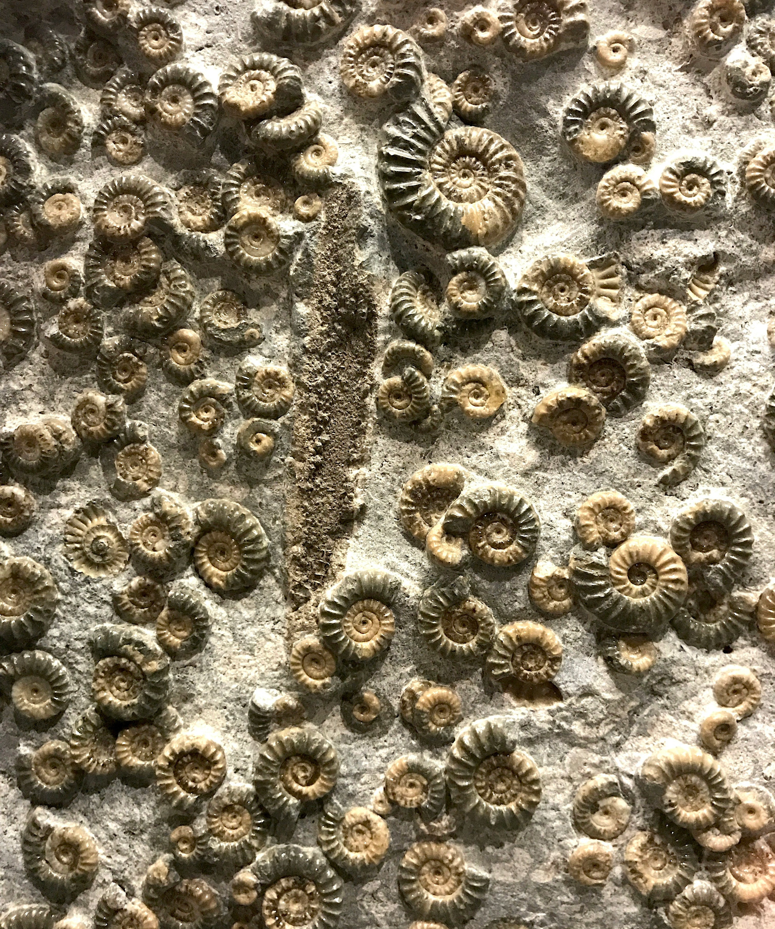 A close-up of a natural rock wall covered with numerous spiral ammonite fossils in tan, brown, and gray tones.