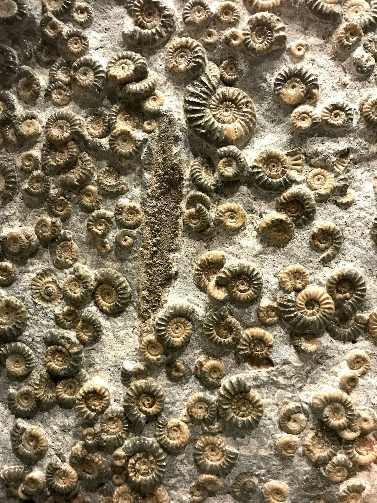 A close-up of a natural rock wall covered with numerous spiral ammonite fossils in tan, brown, and gray tones.